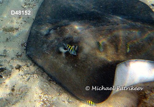 Sergeant-major (Abudefduf saxatilis)